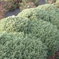 Photo of Hebe pinguifolia 'Sutherlandii'