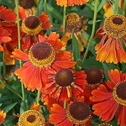 Photo of Helenium 'Moerheim Beauty'