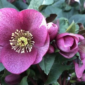 Photo of Helleborus 'Charmer'