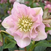Photo of Helleborus orientalis 'Double Pink'