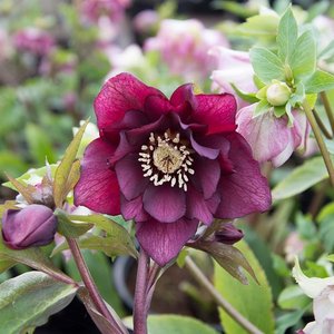 Photo of Helleborus orientalis 'Double Purple'