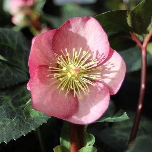 Photo of Helleborus 'Penny's Pink'