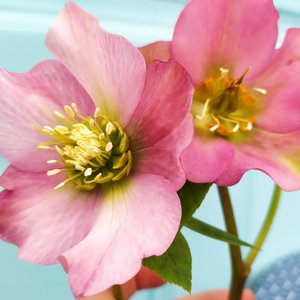 Photo of Helleborus x hybridus 'Pretty Ellen Pink'