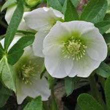 Photo of Helleborus x hybridus 'Single White'
