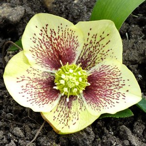 Photo of Helleborusx hybridus 'Cream Dark Spotted'