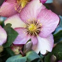 Photo of Helleborus 'Elemental'