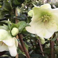 Photo of Helleborus 'Molly's White'