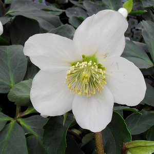 Photo of Helleborus niger