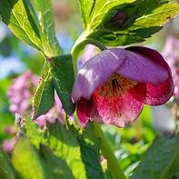 Photo of Helleborus orientalis mixed