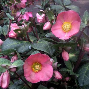 Photo of Helleborus 'Penny's Pink'