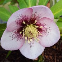 Photo of Helleborus x hybridus 'Pink Spotted'