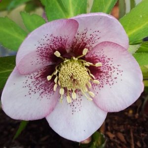 Photo of Helleborus x hybridus 'Pink Spotted'