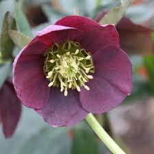 Photo of Helleborus x hybridus 'Pretty Ellen Purple'