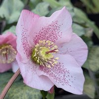 Photo of Helleborus x hybridus 'Single Pink Spotted'