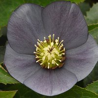 Photo of Helleborus x hybridus 'Single Slate'