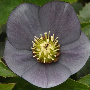 Photo of Helleborus x hybridus 'Single Slate'