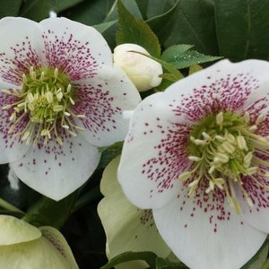 Photo of Helleborus x hybridus 'White Pink Spotted'