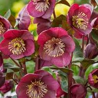 Photo of Helleborus ''Vibey'