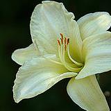 Photo of Hemerocallis 'Joan Senior'