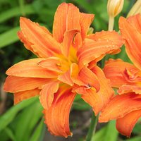 Photo of Hemerocallis fulva 'Kwanso'
