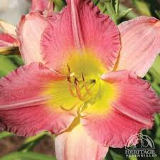 Photo of Hemerocallis 'Final Touch'