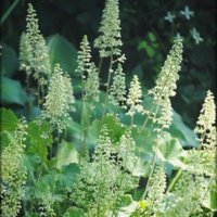 Photo of Heuchera 'Autumn Bride'