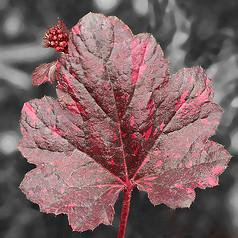 Photo of Heuchera 'Midnight Rose'