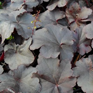 Photo of Heuchera 'Obsidian'