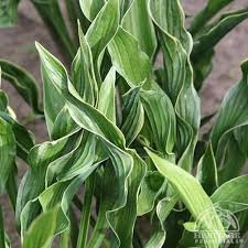 Photo of Hosta 'Praying Hands'