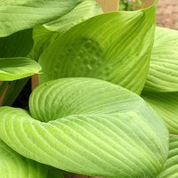 Photo of Hosta 'Sum and Substance'