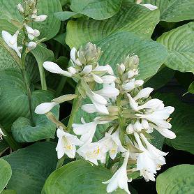 Photo of Hosta sieboldiana var. 'Elegans'