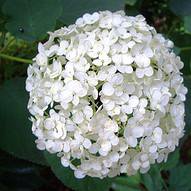 Photo of Hydrangea arborescens 'Annabelle'