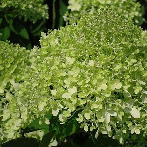 Photo of Hydrangea paniculata 'Limelight'