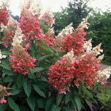 Photo of Hydrangea paniculata 'Pinky Winky'