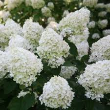 Photo of Hydrangea paniculata 'Silver Dollar'