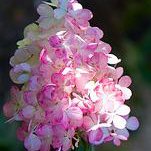 Photo of Hydrangea paniculata 'Vanille Fraise'