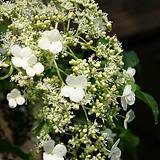 Photo of Hydrangea anomala subsp. petiolaris