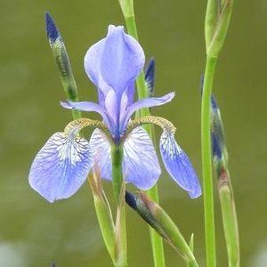 Photo of Iris sibirica 'Perry's Blue'