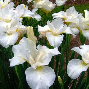 Photo of Iris sibirica 'Swan in Flight'