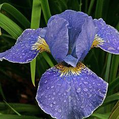 Photo of Iris sibirica 'Caesar's Brother'