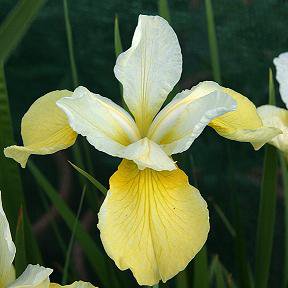 Photo of Iris sibirica 'Butter & Sugar'