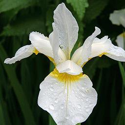 Photo of Iris sibirica 'Snow Queen'