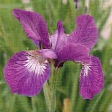 Photo of Iris sibirica 'Sparkling Rose'