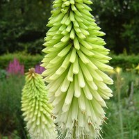 Photo of Kniphofia 'Ice Queen'