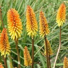 Photo of Kniphofia 'Rich Echoes'