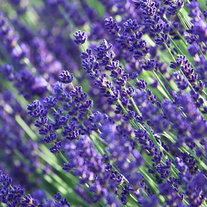 Photo of Lavandula angustifolia 'Munstead'