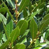 Photo of Laurus nobilis