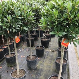 Photo of Laurus nobilis standard 4/4 standard