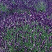 Photo of Lavandula angustifolia 'Hidcote'