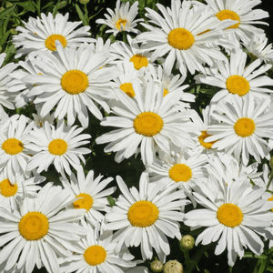 Photo of Leucanthemum x superbum 'Silver Princess'